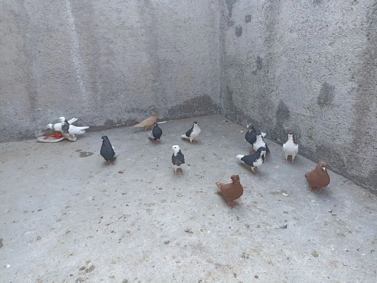 کبوتر رنگی|پرنده|محمدیه-قزوین, |دیوار