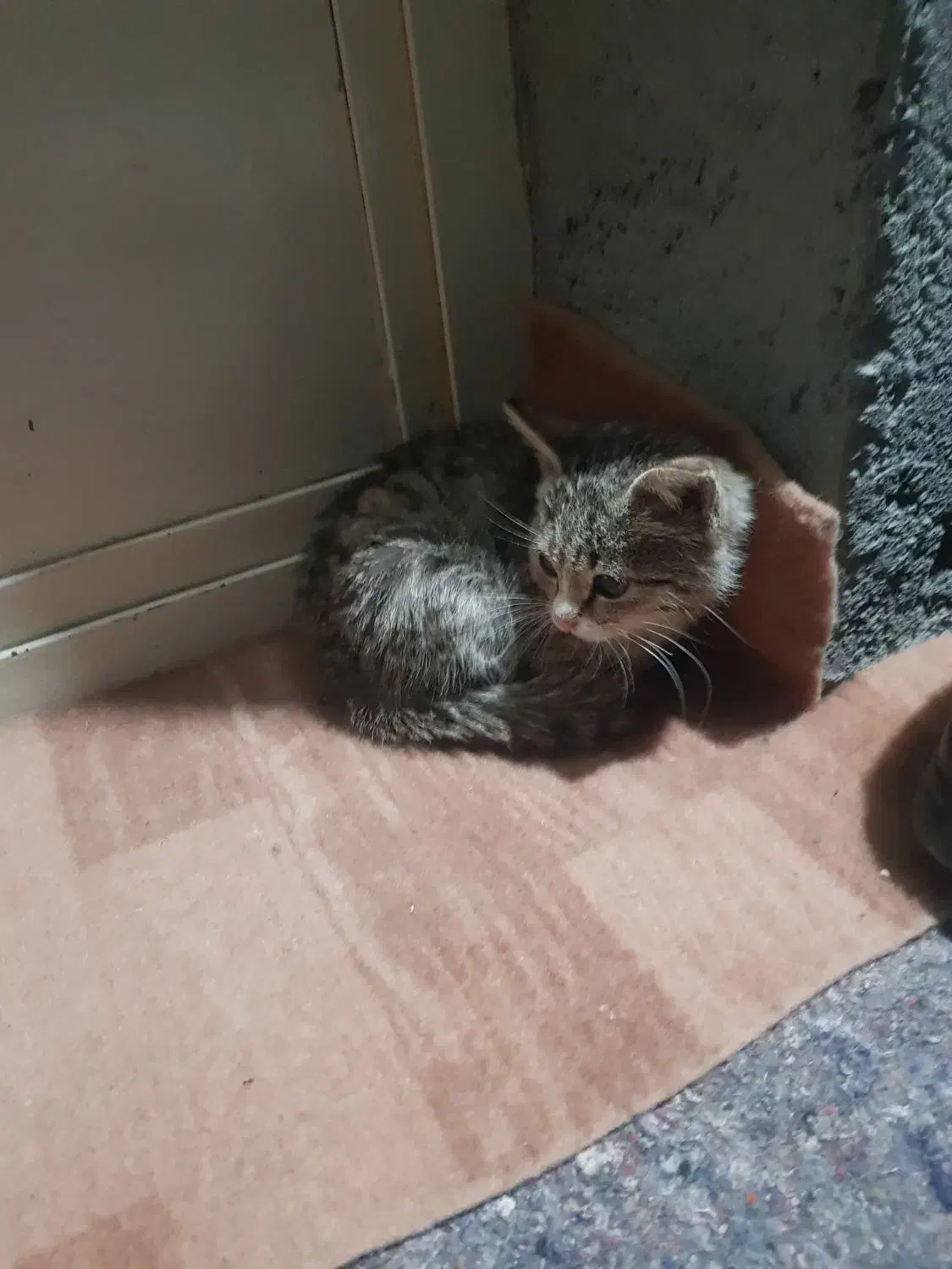 بچه گربه نر سه ماهه|گربه|تیکمه داش, |دیوار