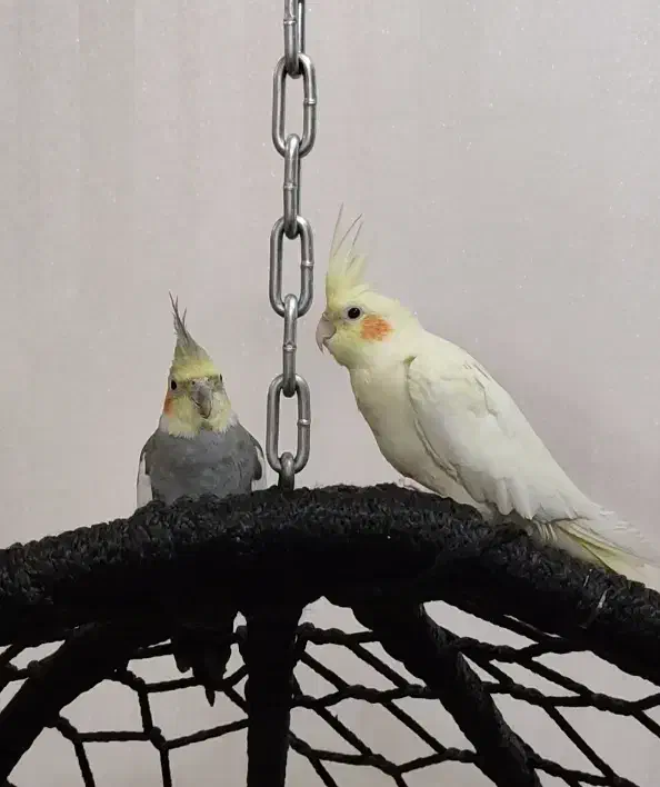 جفت عروس هلندی|پرنده|سوسنگرد, |دیوار