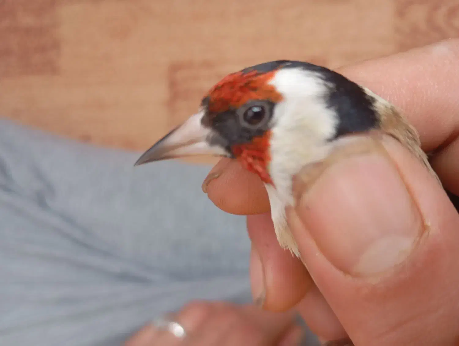 سهره|پرنده|تبریز, |دیوار