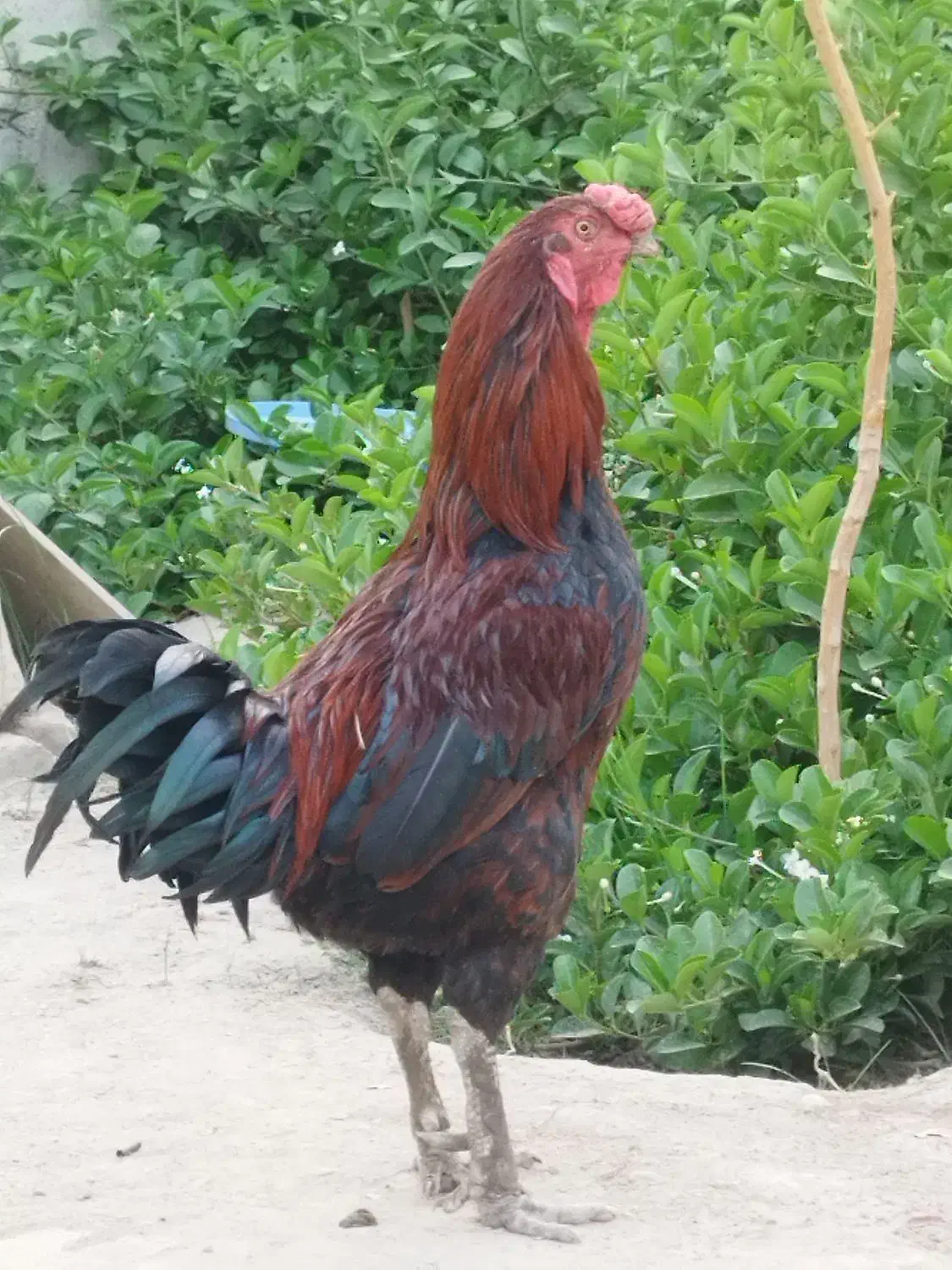 معاوضه مرغ و خروس آواز خوان|پرنده|جیرفت, |دیوار