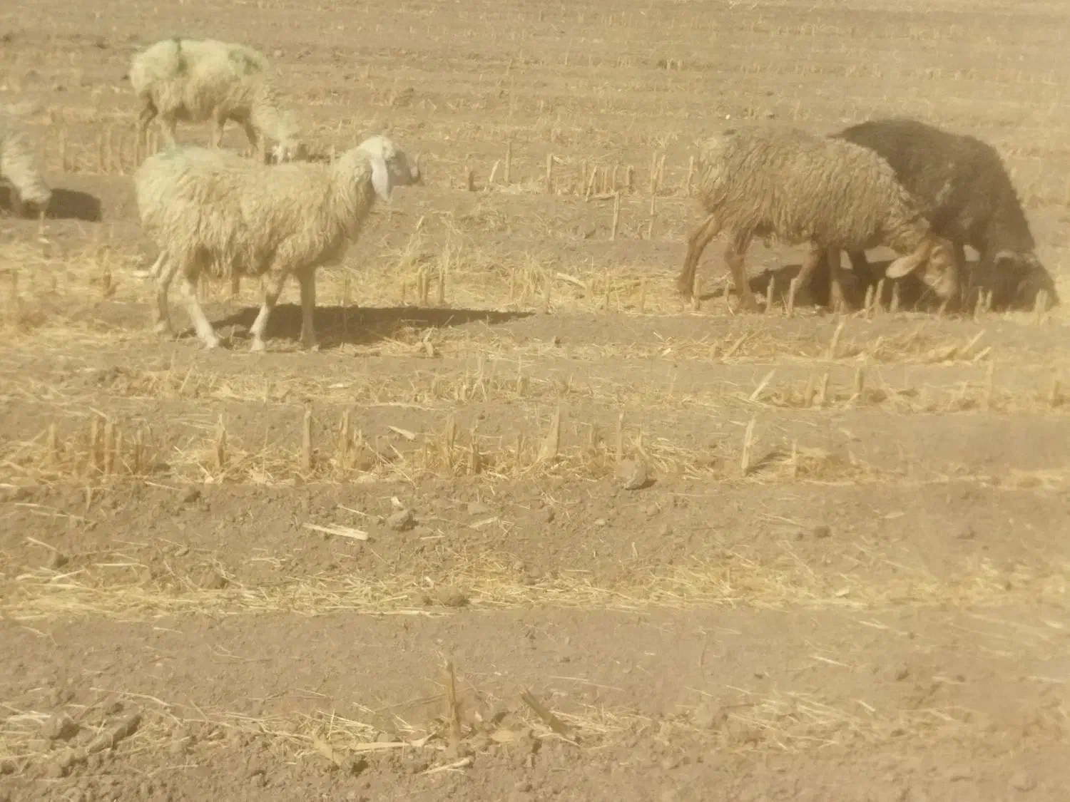 تعدادی بره نر و ماده کیلویی 360وزن حدود۳۰تا۴۰کیلو|حیوانات مزرعه|بافت, |دیوار