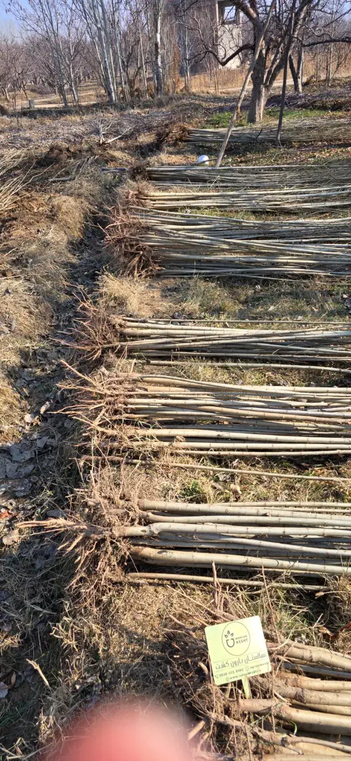 صنـوبر نیـگرا|حراج|قائمشهر, |دیوار