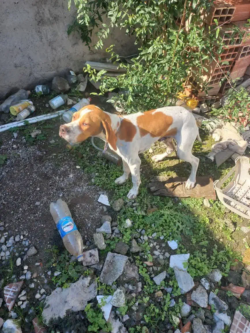 سگ شکاری|سگ|قائمشهر, |دیوار