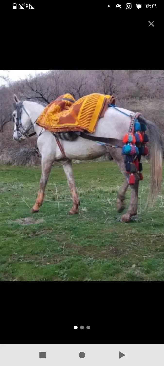 اسب 6سال|اسب و تجهیزات اسب‌سواری|سقز, |دیوار