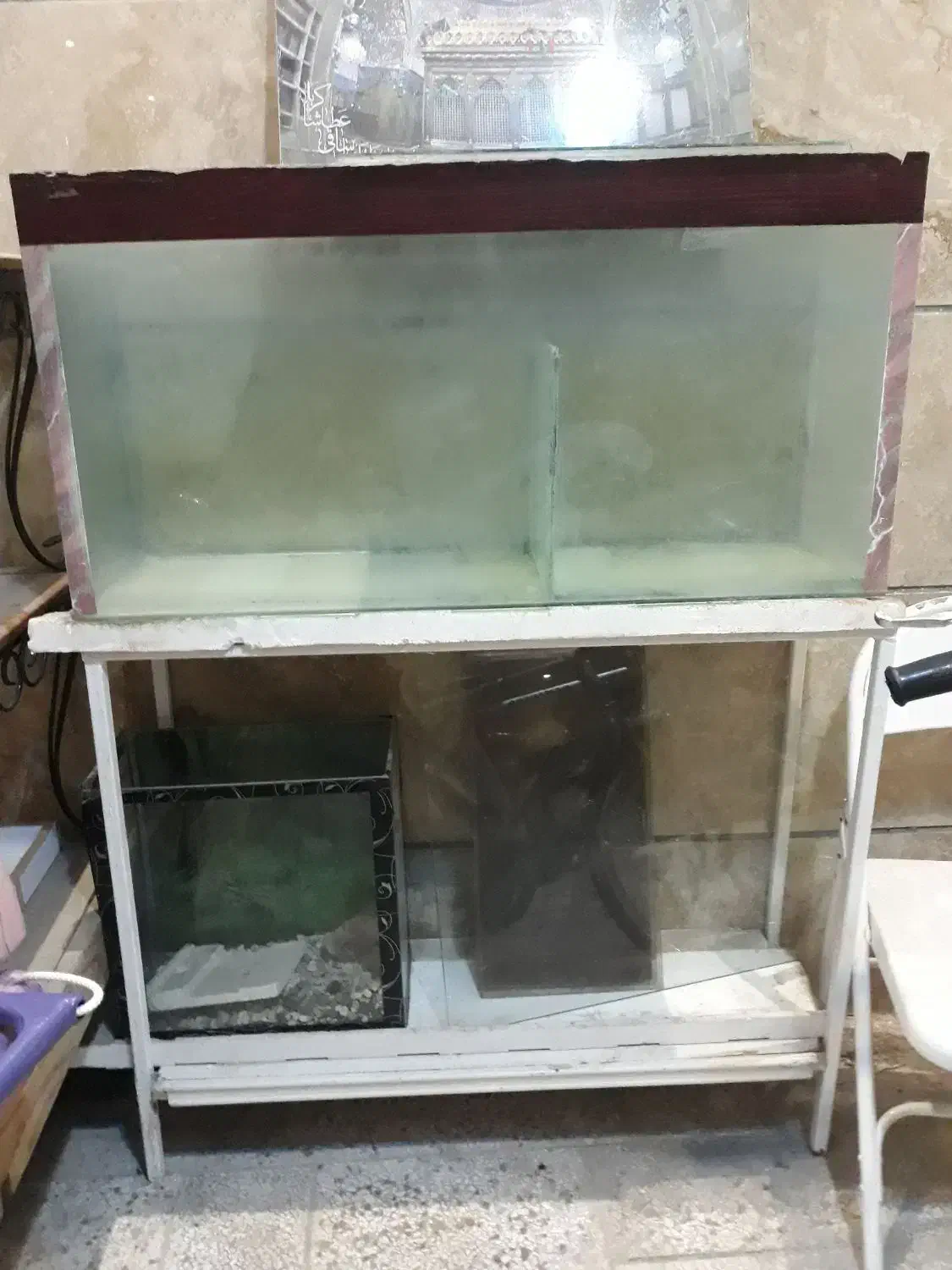 ۲۰ عدد بچه فلاورباکس دونه ای ۱۰ تومن|ماهی|مشهد, گوهرشاد|دیوار