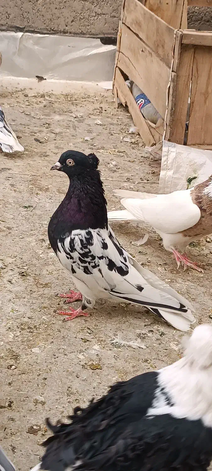 کفتر نقش و پرشی و نوک قنار|پرنده|اردکان, |دیوار