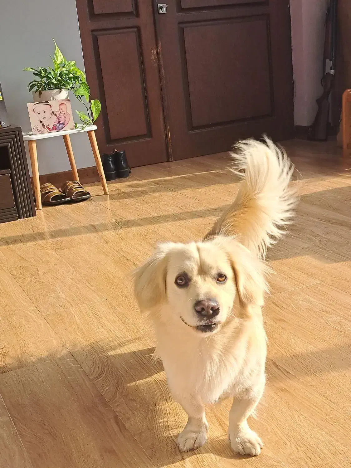 سگ دزدیده شده|حیوانات|بندر انزلی, نیمه شعبان|دیوار