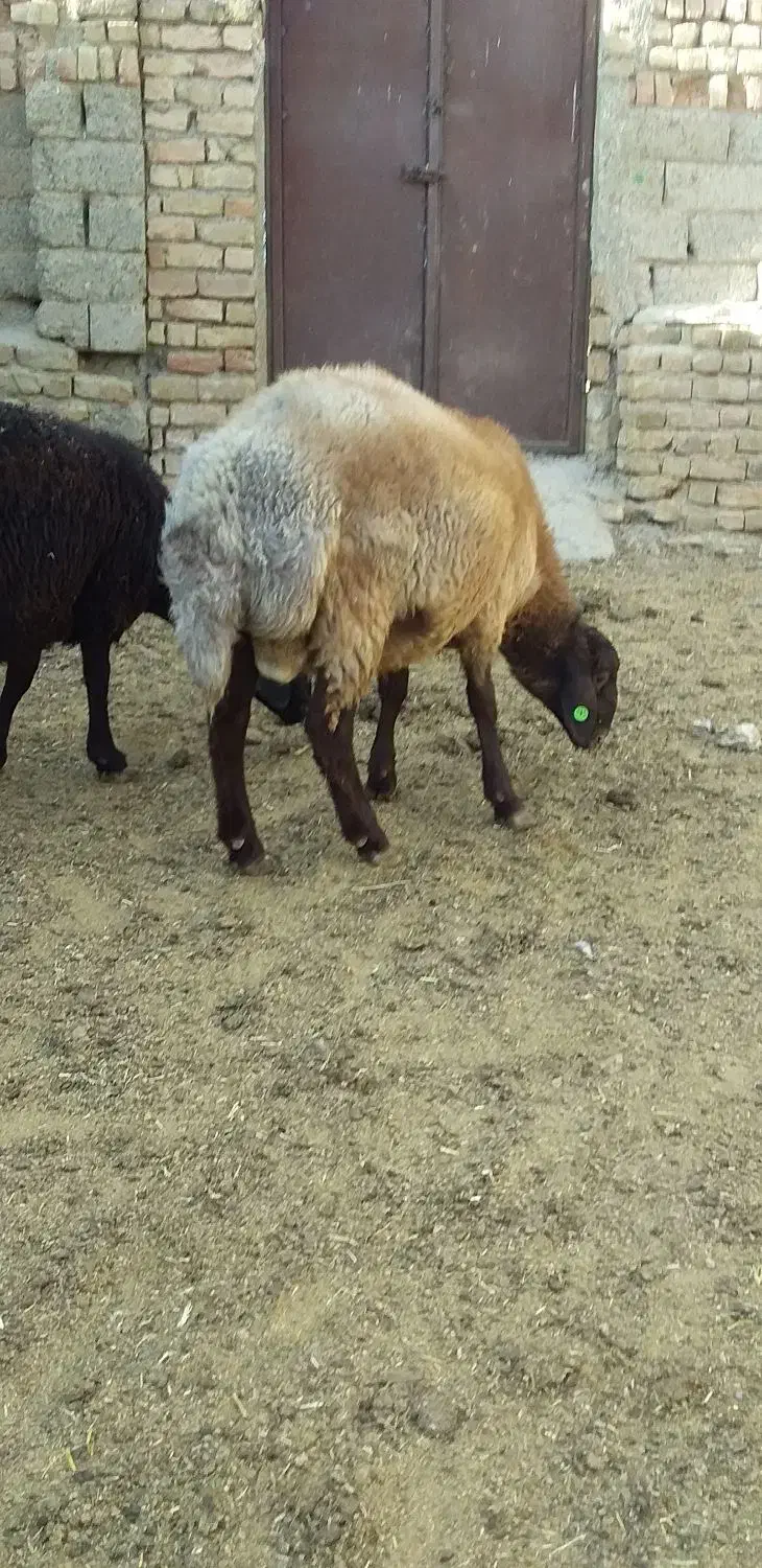 دوراس بره نر همو هفت ماهه|حیوانات مزرعه|باغ حلی, |دیوار