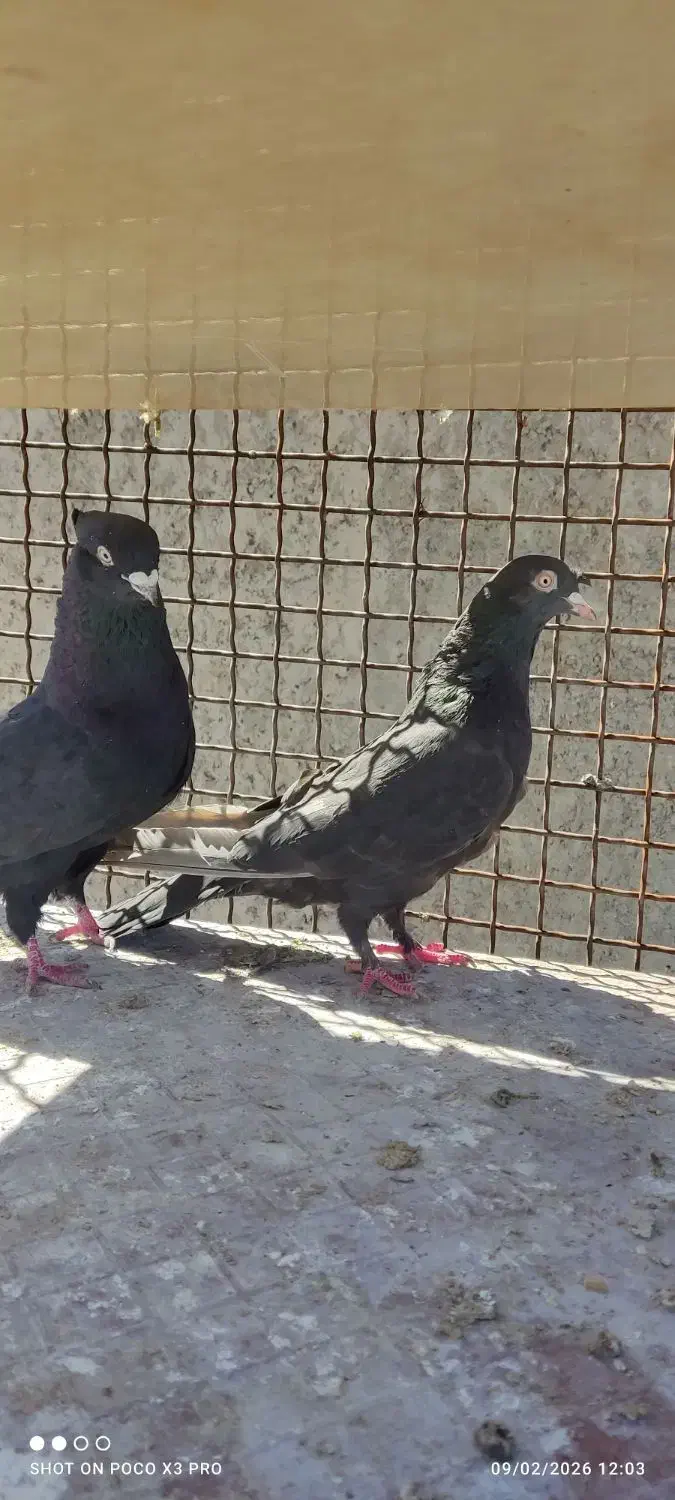 کفتر کبوتر|پرنده|مرودشت, فرهنگ|دیوار