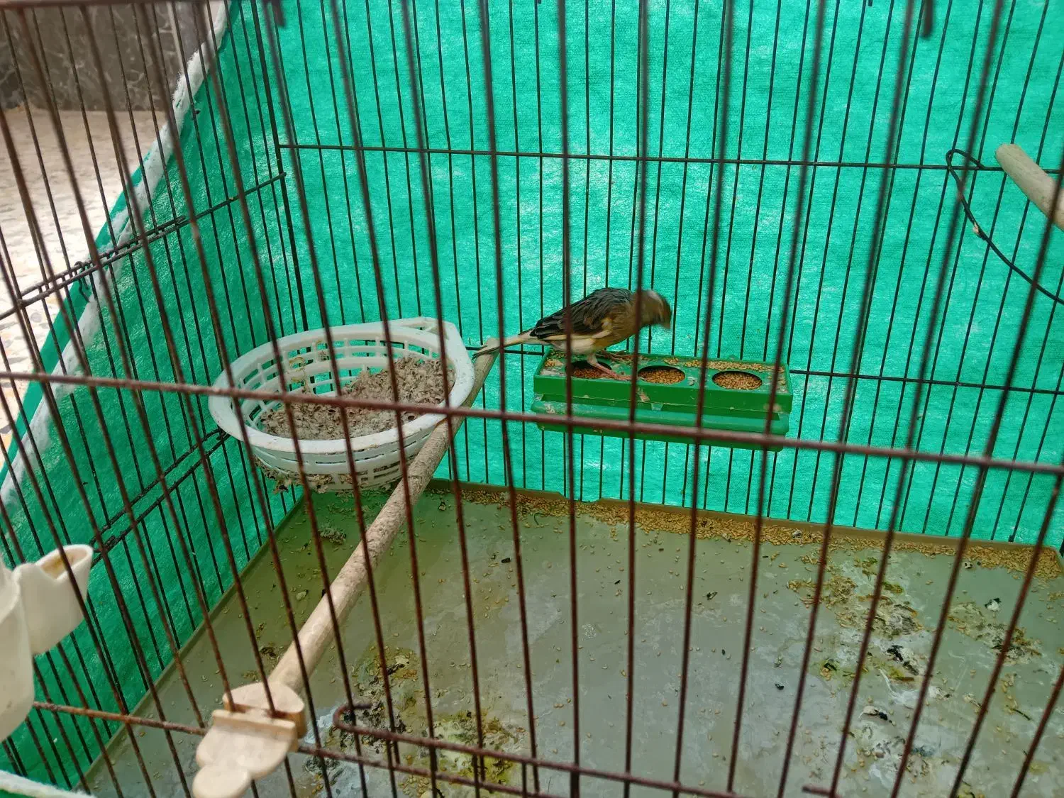 قناری ماده|پرنده|کبودرآهنگ, |دیوار