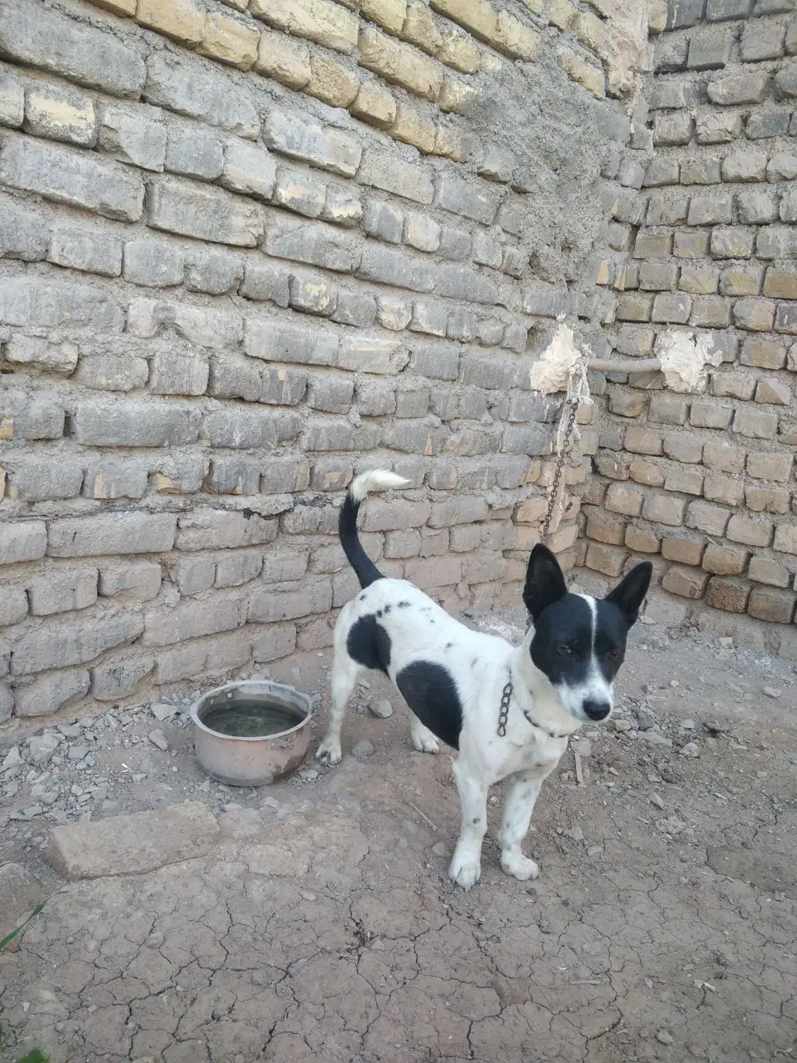 سگ پاپی ماده،قیمت600|سگ|تربت‌حیدریه, ترمینال|دیوار