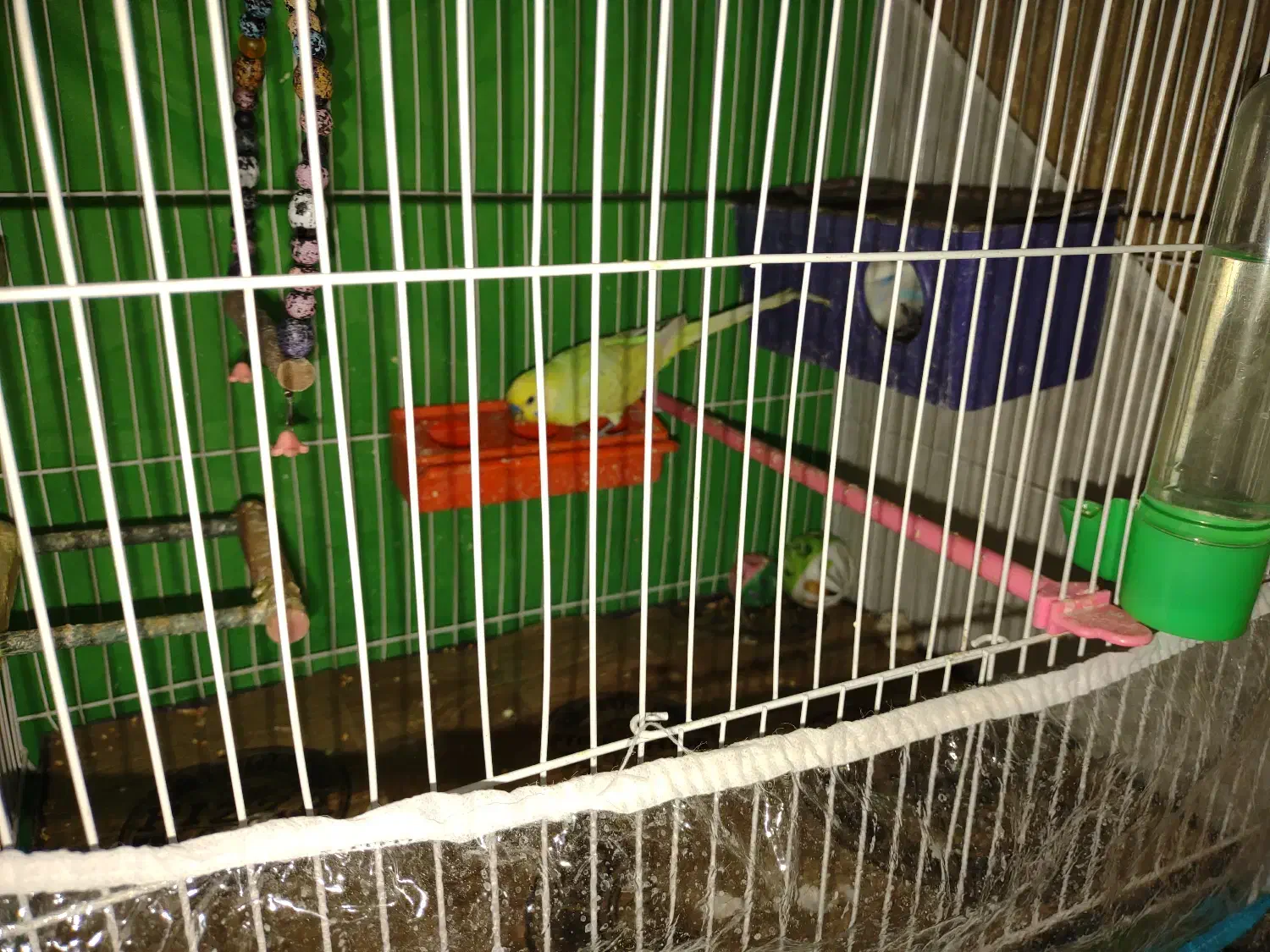 یک جفت مرغ عشق کار داده جوان روی 5تخم|پرنده|مشهد, رضاشهر|دیوار