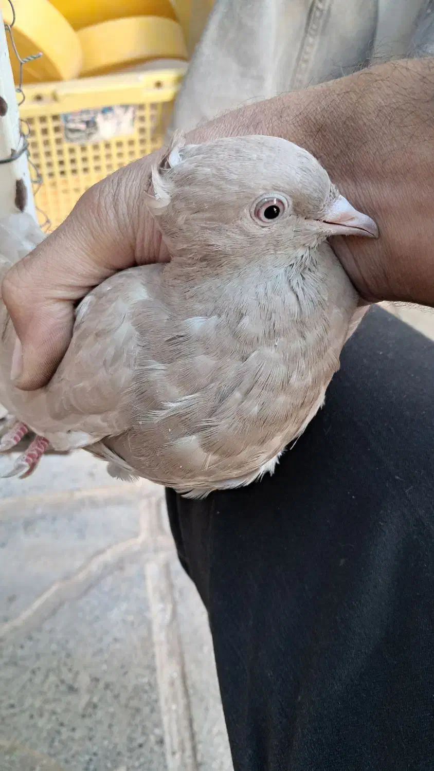 کفتر زرد دم سفید|پرنده|تربت جام, جامی|دیوار