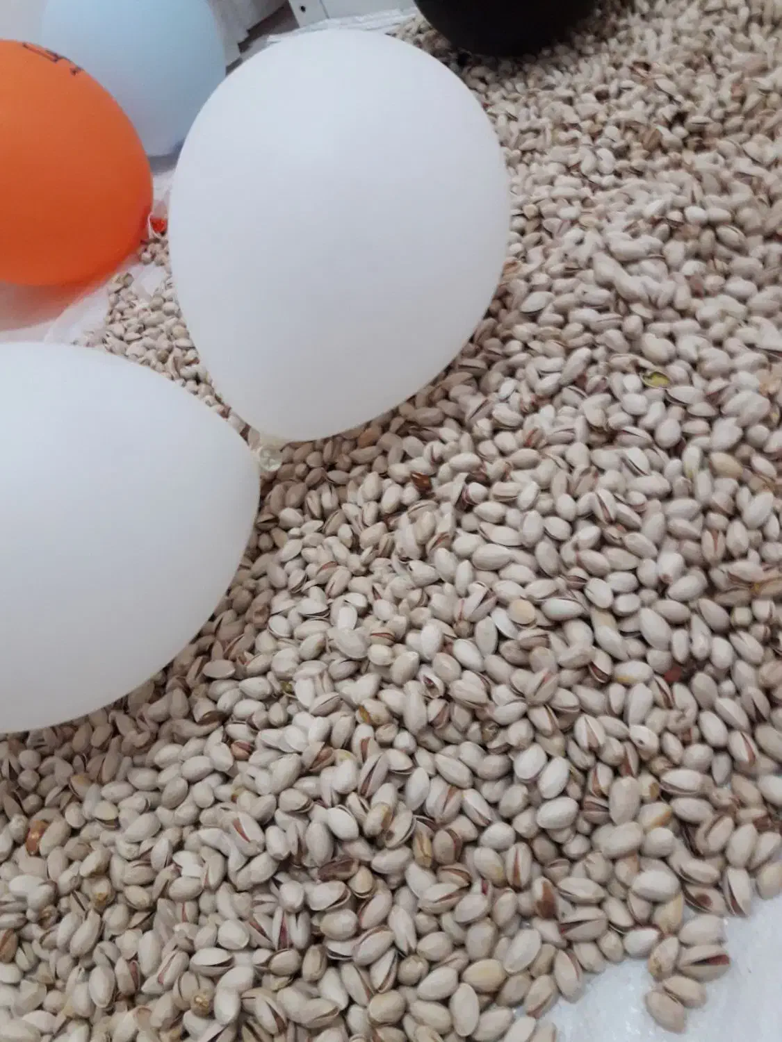 پسته ایلخچی امسال|خوردنی و آشامیدنی|ایلخچی, |دیوار