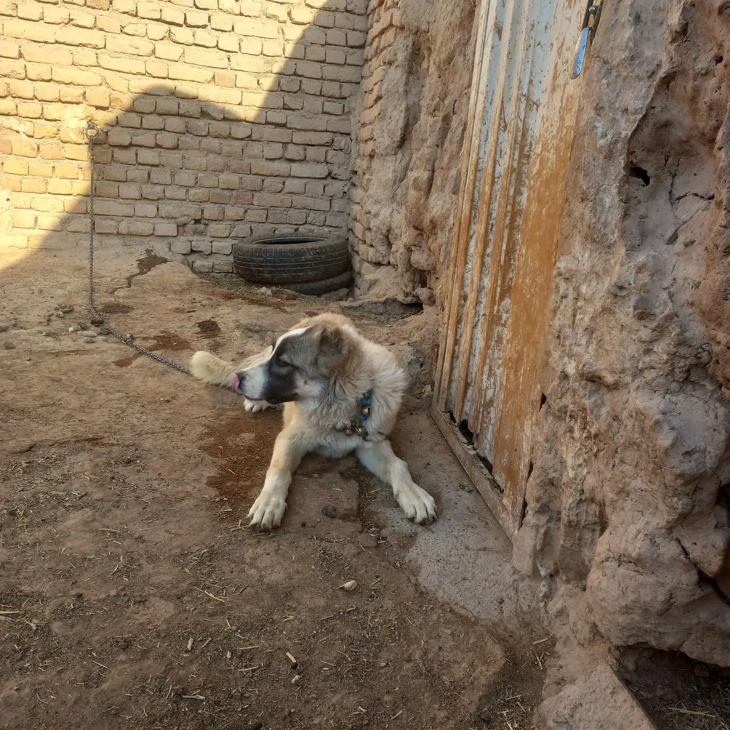 توله سگ قدرجونی قیمت توافقی|سگ|تربتحیدریه, پائین ولایت|دیوار