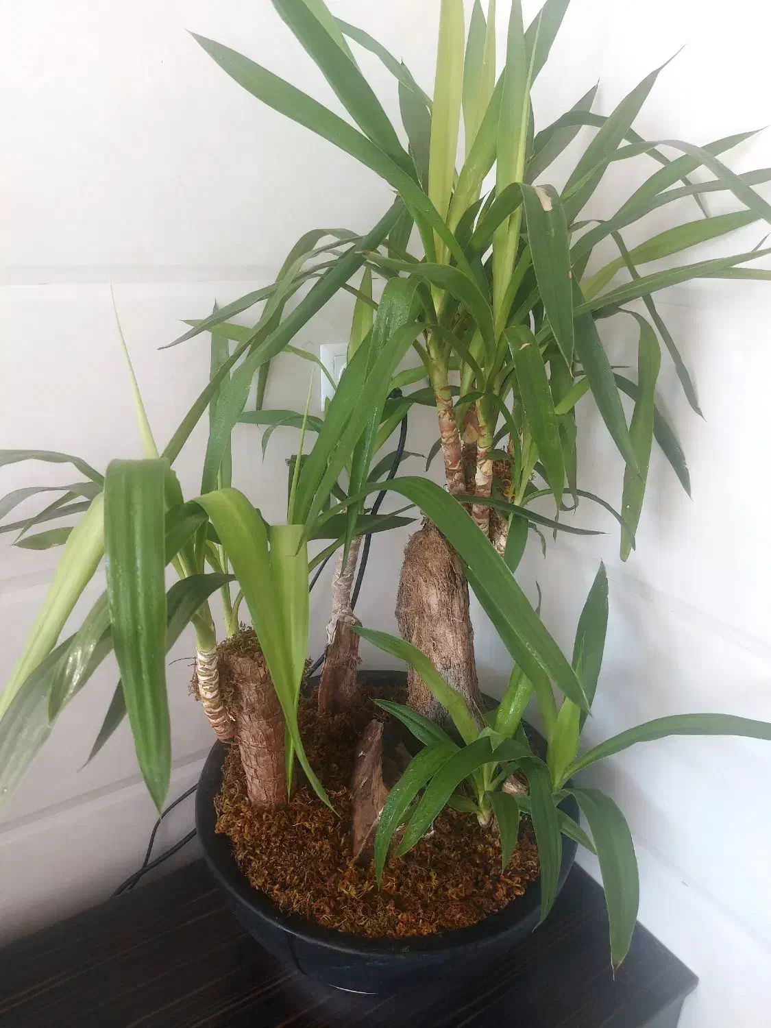 گل طبیعی،سانسوریا،زاموفیلیا،یوکا،کاکتوس|گل و گیاه طبیعی|قم, کوه سفید|دیوار