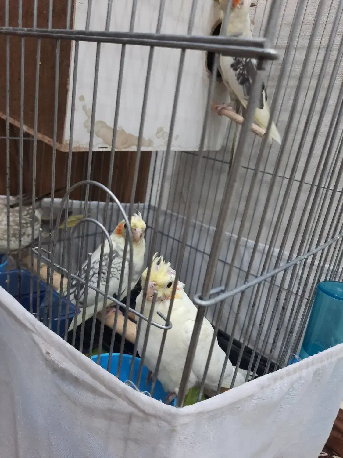 عروس هلندی|پرنده|کهریزک, |دیوار