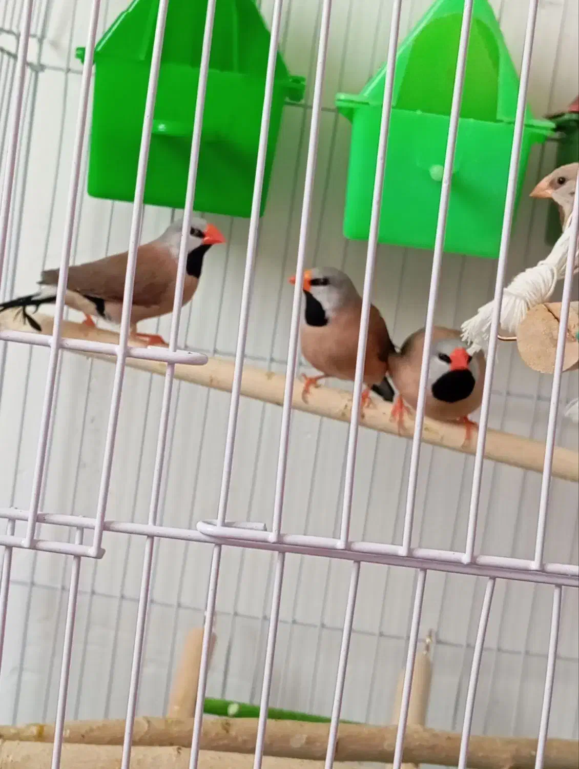 فنچ کرواتی و کینگ اخمو و زبرا رنگ عتیقه|پرنده|گلبهار, شهر جدید گلبهار|دیوار