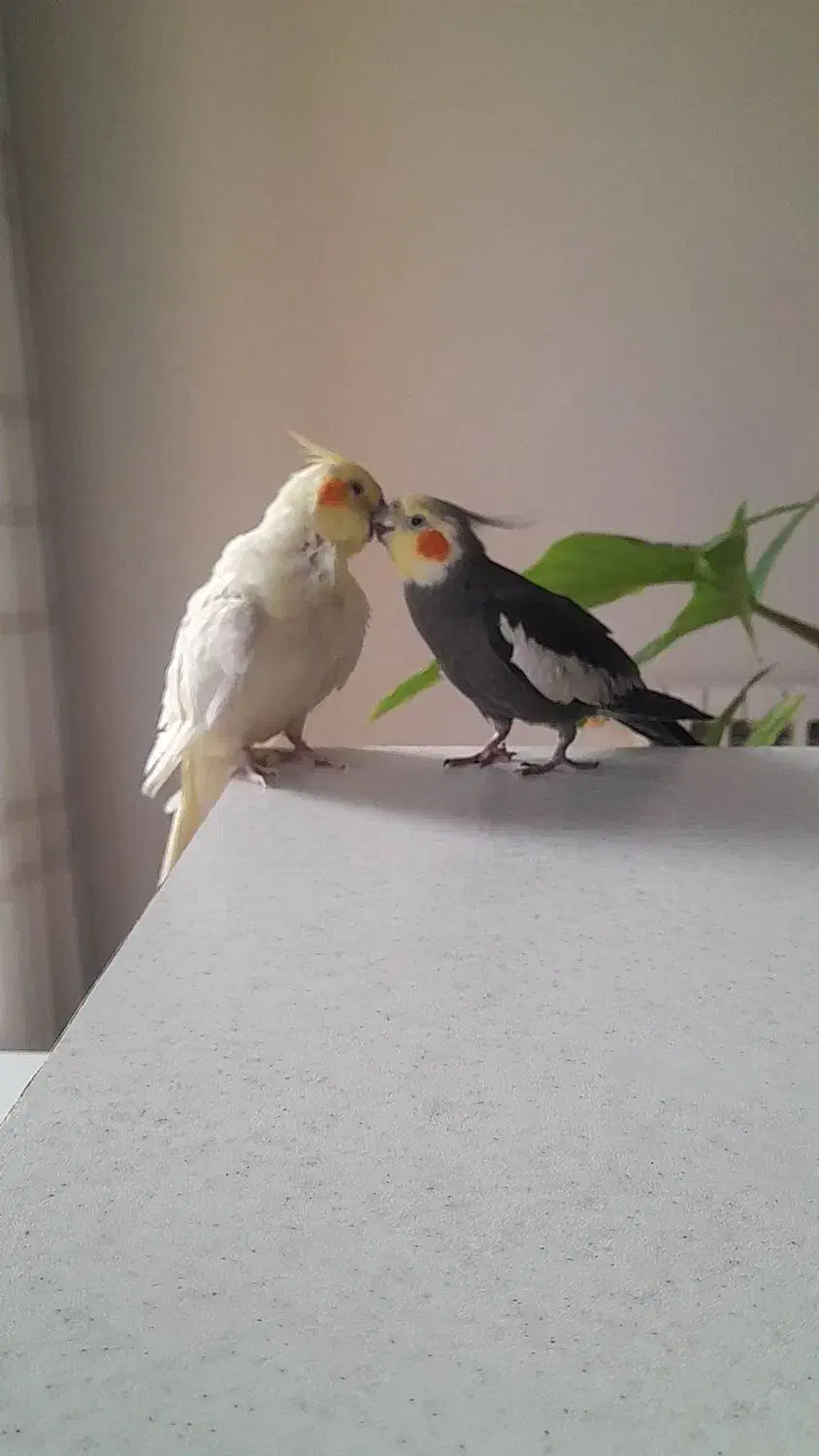 عروس هلندی لوتینو رام|پرنده|تهران, نیروی دریایی|دیوار