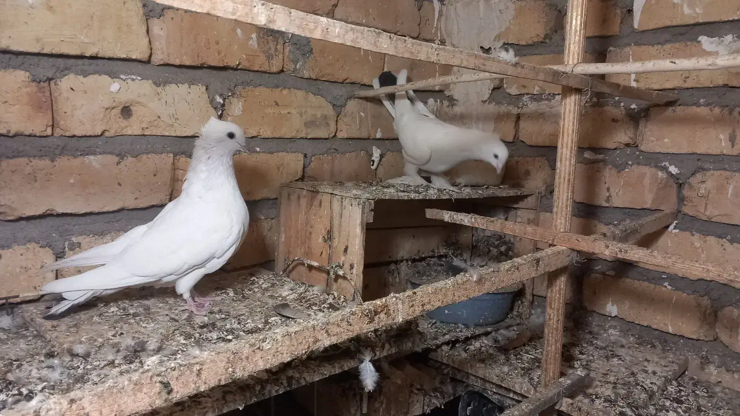 نرومادهدمسیاهکاکلیپرپا|پرنده|قنوات, |دیوار