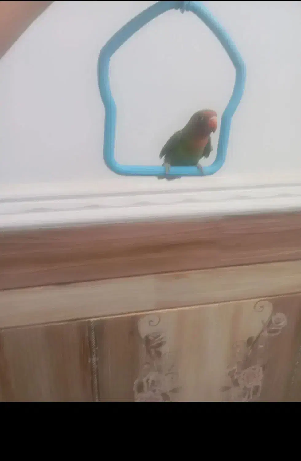 کوتوله برزیلی|پرنده|خاش, |دیوار