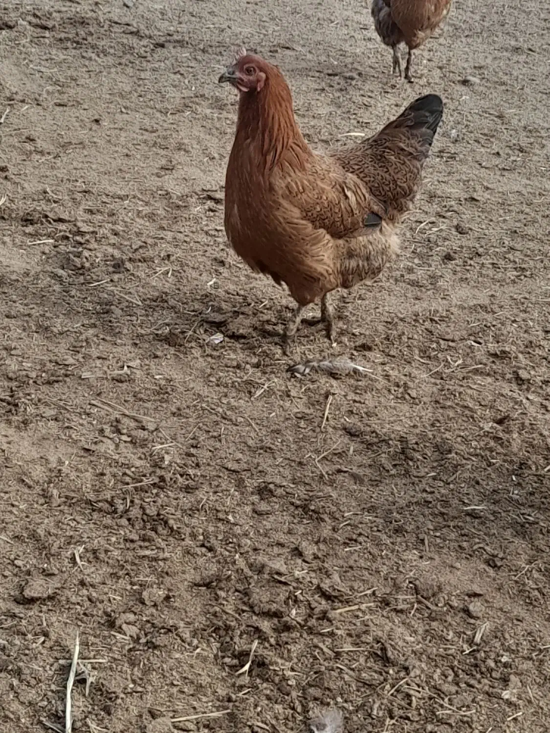 مرغ محلی|حیوانات مزرعه|میانه, |دیوار