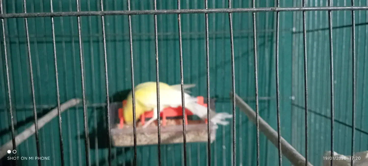 قناری نر|پرنده|نسیم‌شهر, |دیوار