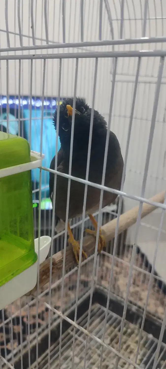 مرغ مینا درجه یک|پرنده|شیراز, شهرک گلستان|دیوار