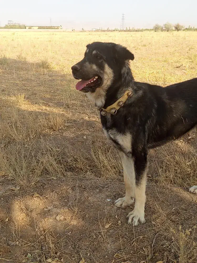 پژدر 15ماهه.توله راموس|سگ|درگزین, |دیوار