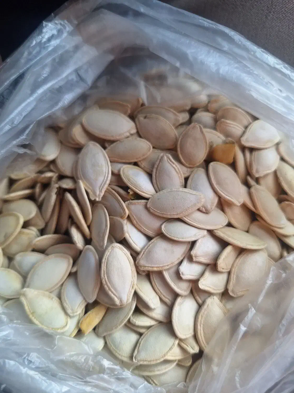 کدو گوشتی درجه یک و دو|عمده‌فروشی|اقلید, |دیوار