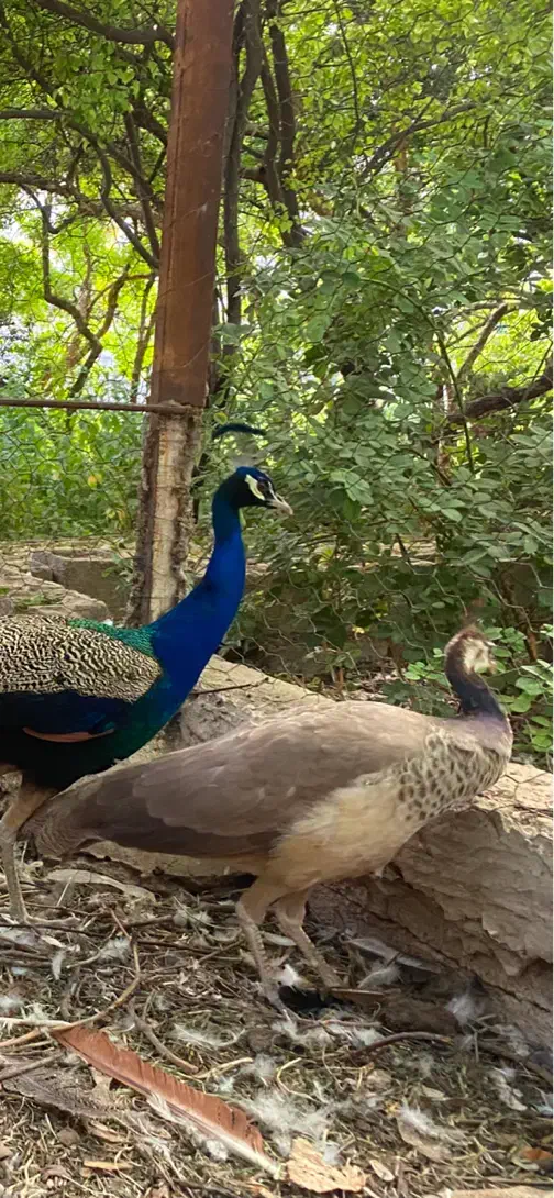 فروش طاووس هندی ۲ساله .پر طاووس|پرنده|یزد, |دیوار