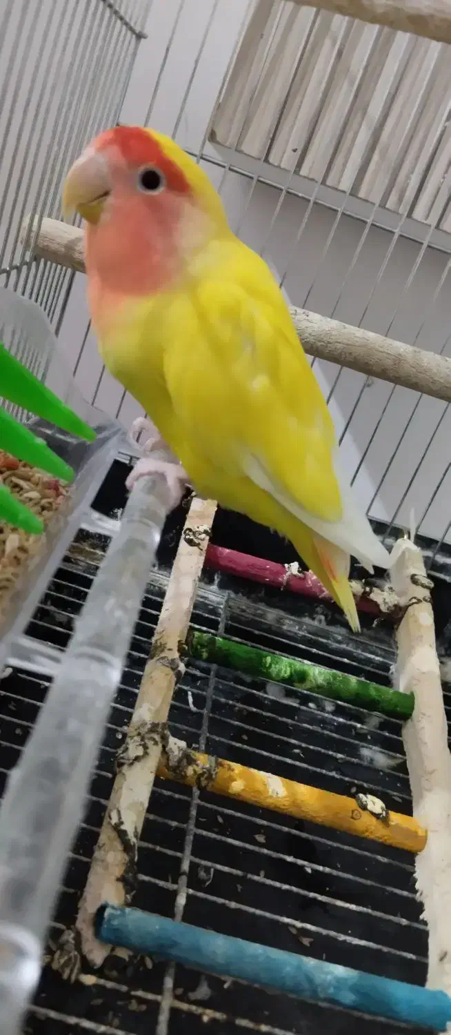 طوطی برزیلی نروماده مولد|پرنده|شاهین‌شهر, الهیه|دیوار