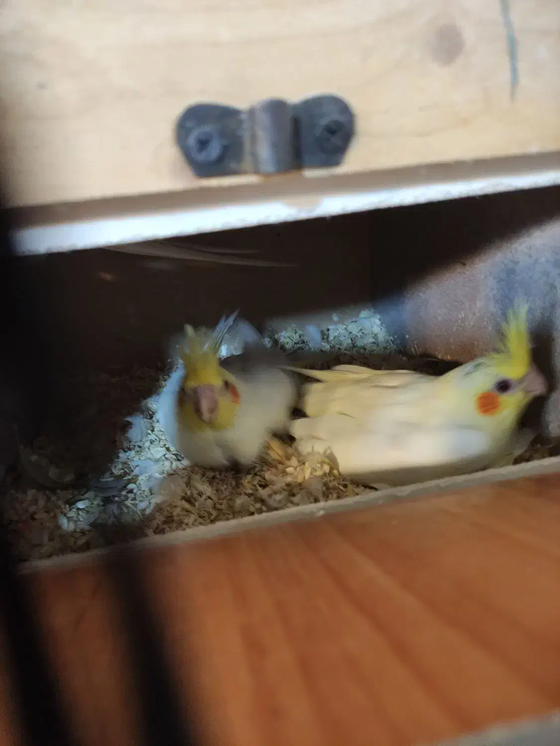 پرنده فروشی|پرنده|عنبرآباد, |دیوار