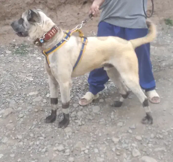 سگ سرابی|سگ|نیشابور, مازول|دیوار