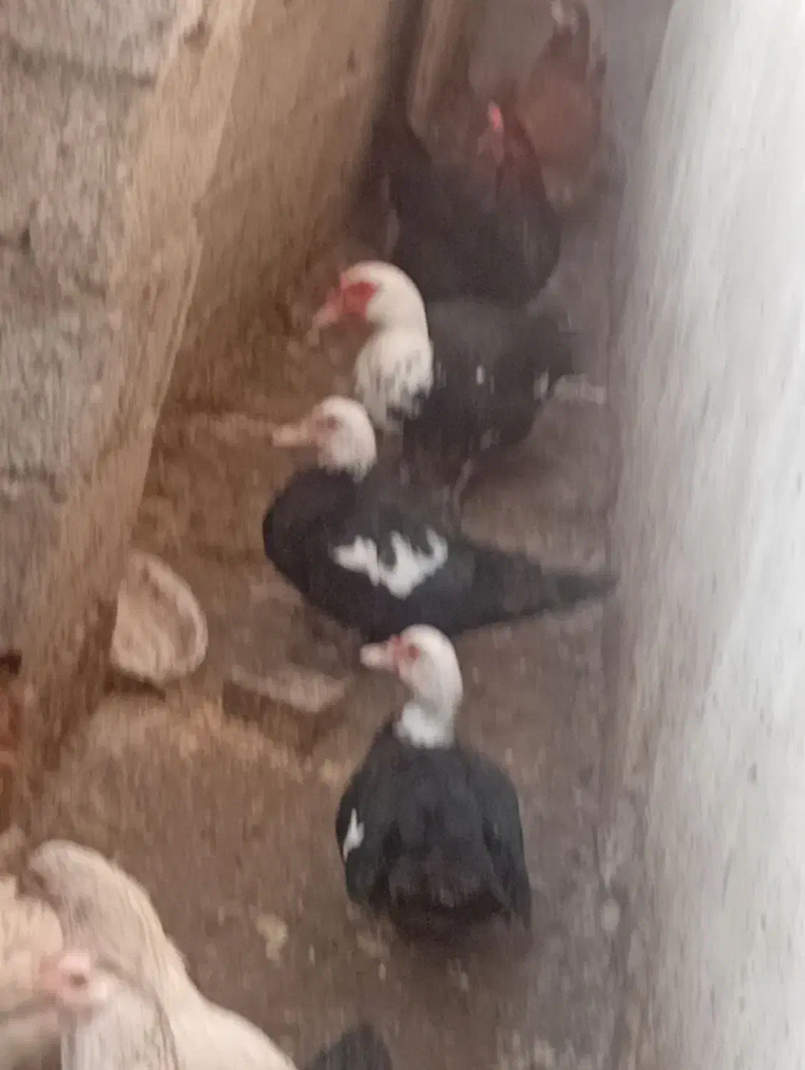 اردک اسراییلی    عروس هلندی|پرنده|تنکابن, |دیوار