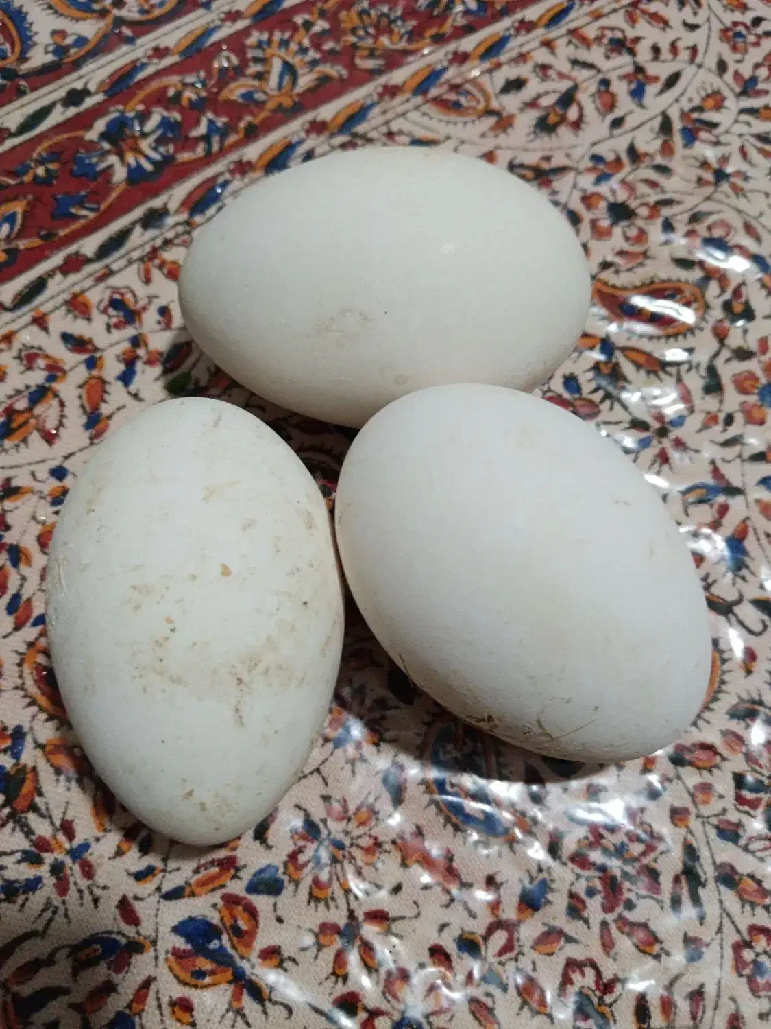 8 عدد تخم غاز تازه|حیوانات مزرعه|ماکلوان, |دیوار