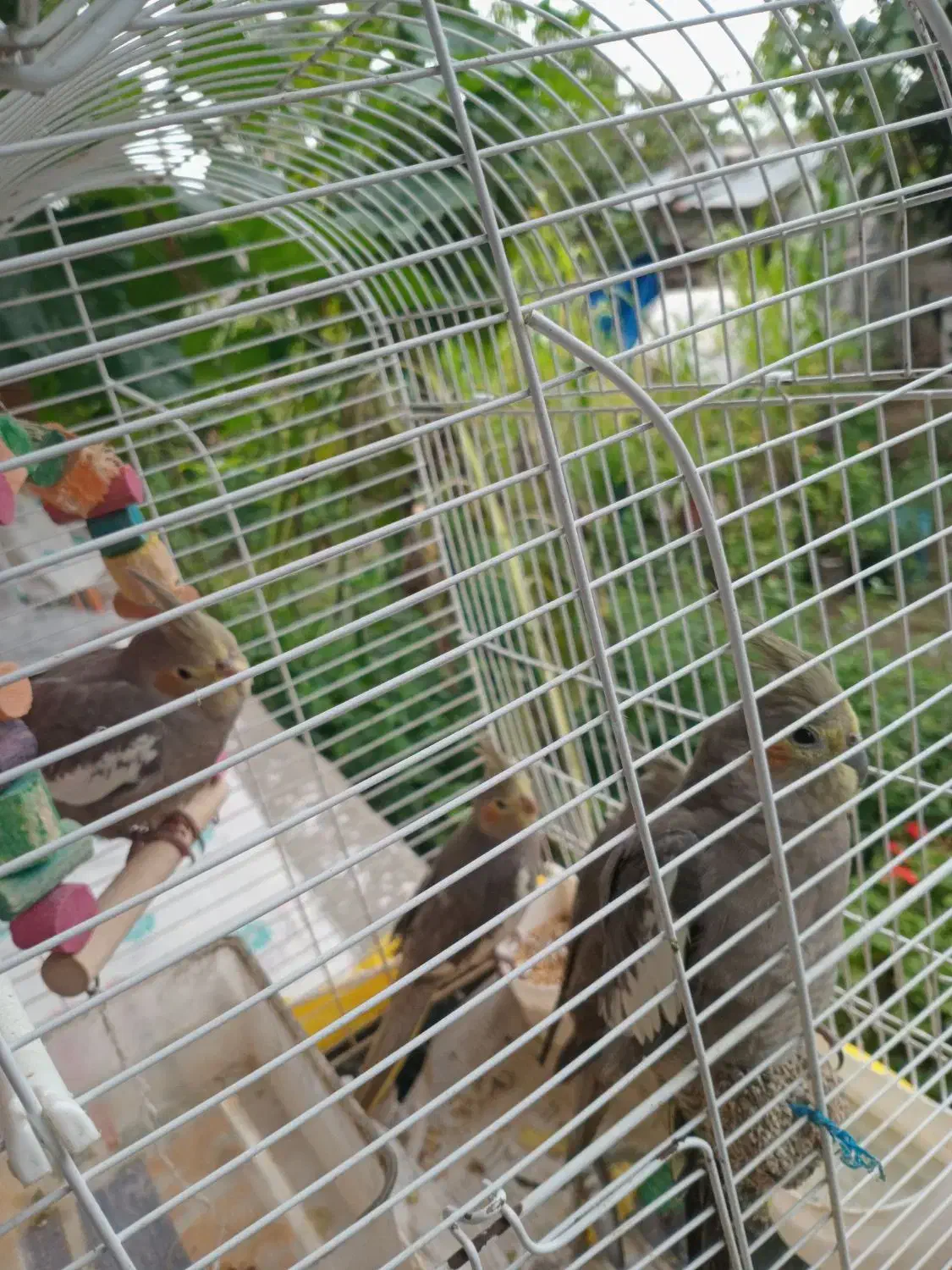 عروس هلندی جوان|پرنده|فومن, |دیوار