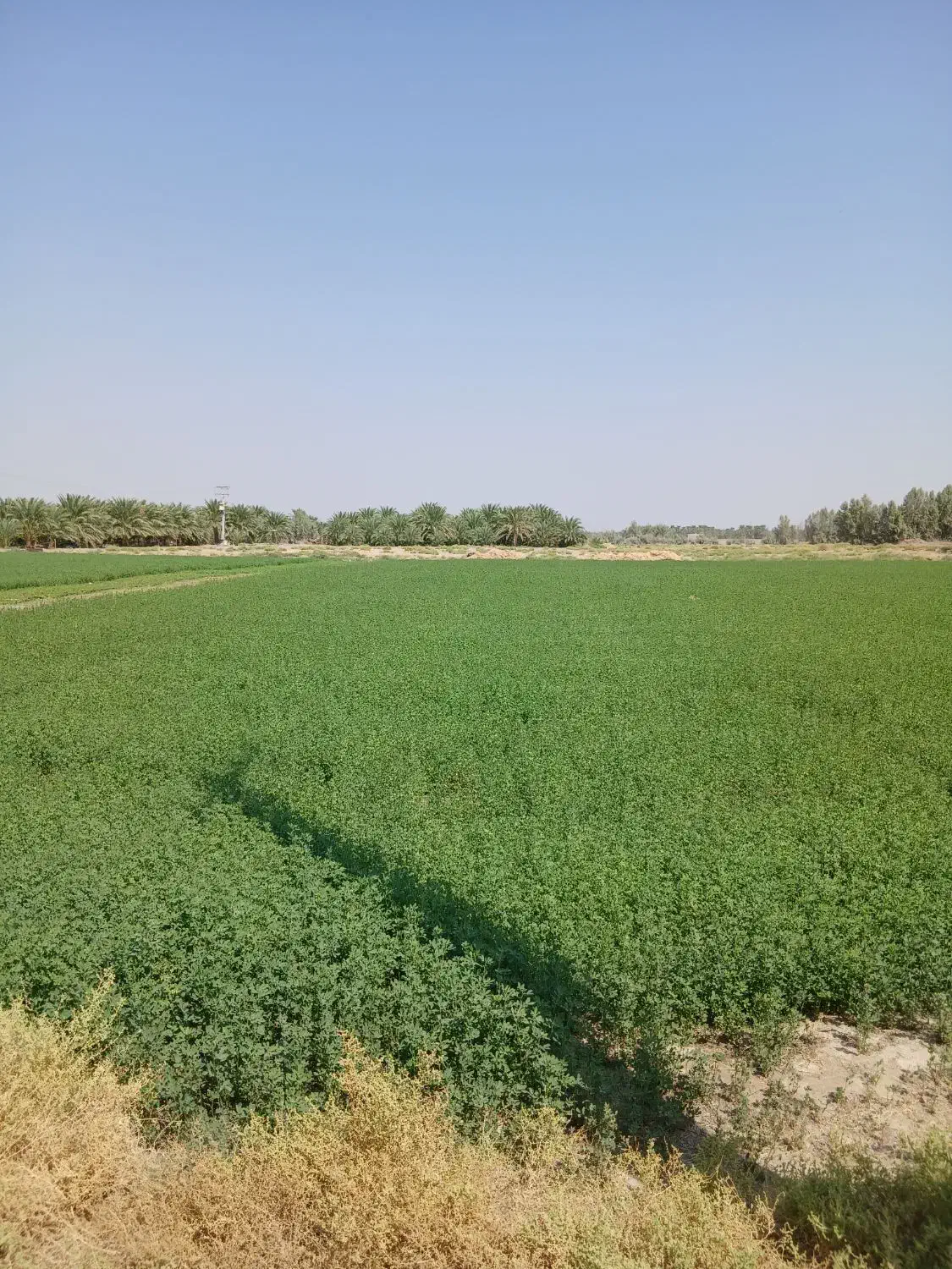 اجاره زمین کشاورزی|اجارهٔ دفتر صنعتی، کشاورزی، تجاری|جازموریان, |دیوار