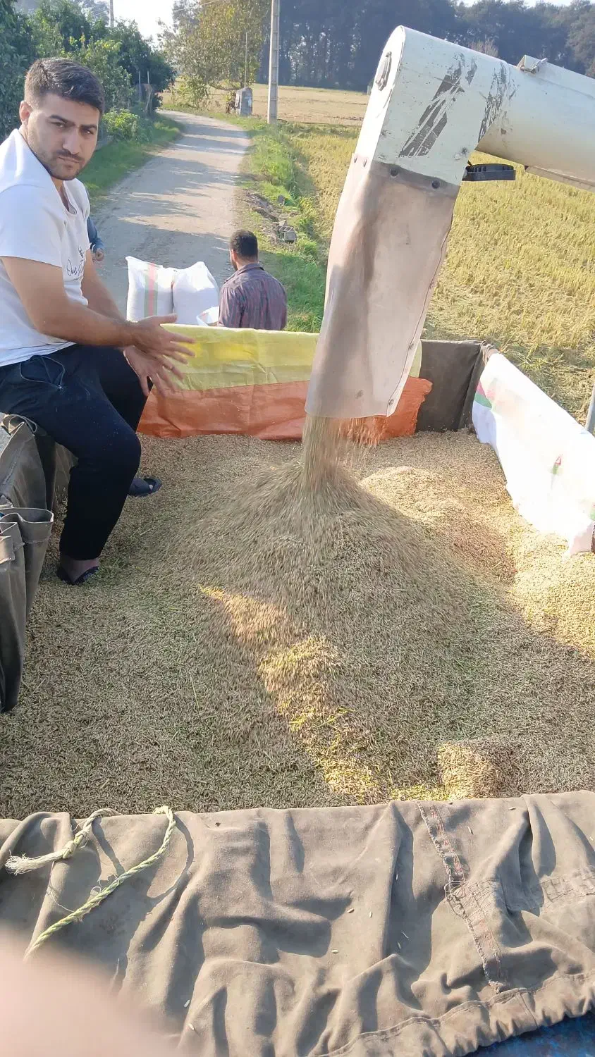 برنج واقعی از دست کشاورز مازندران بابل|خوردنی و آشامیدنی|تهران, دهونک|دیوار