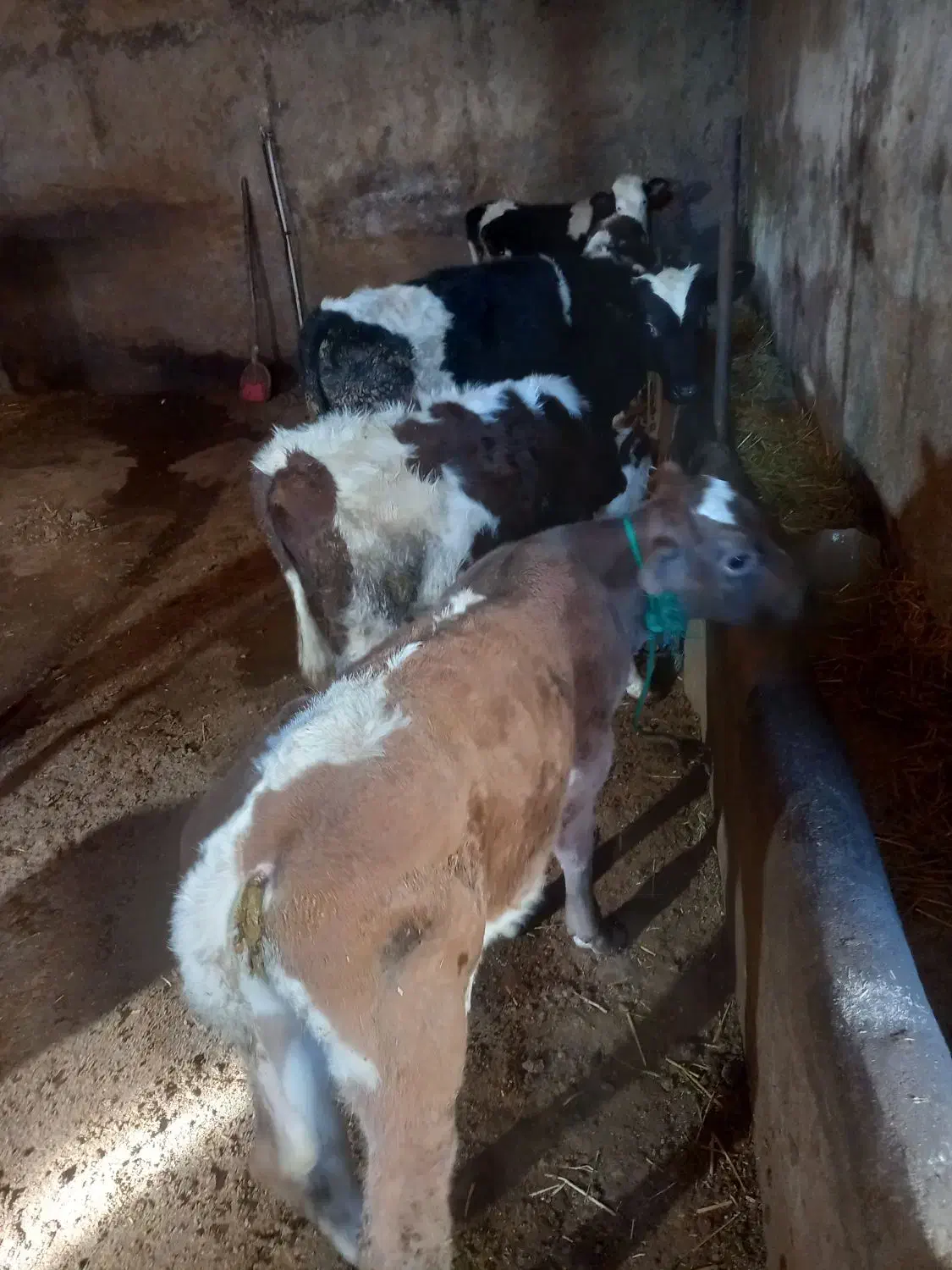 فروش ۵ راس گوساله نر سمینتال و شاروله|حیوانات مزرعه|جعفرآباد, |دیوار