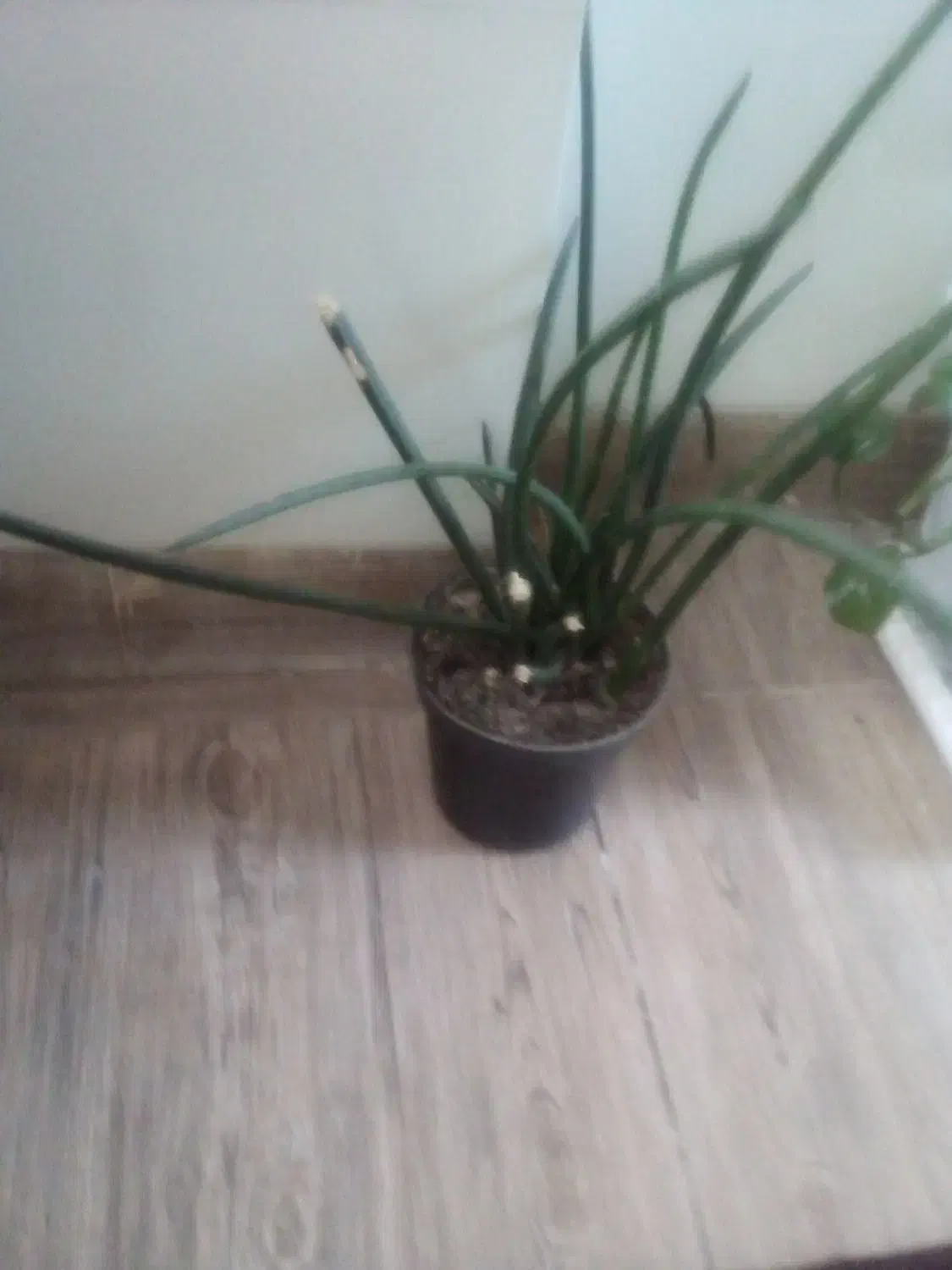 گلدان طبیعی|گل و گیاه طبیعی|خسروشاه, |دیوار