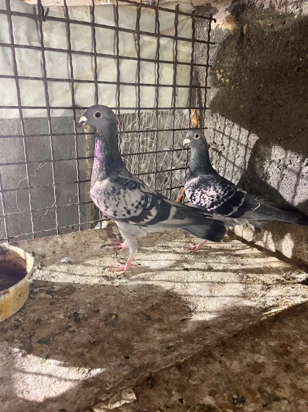 کفتر فروشی کرمونی|پرنده|مشهد, کارمندان دوم|دیوار