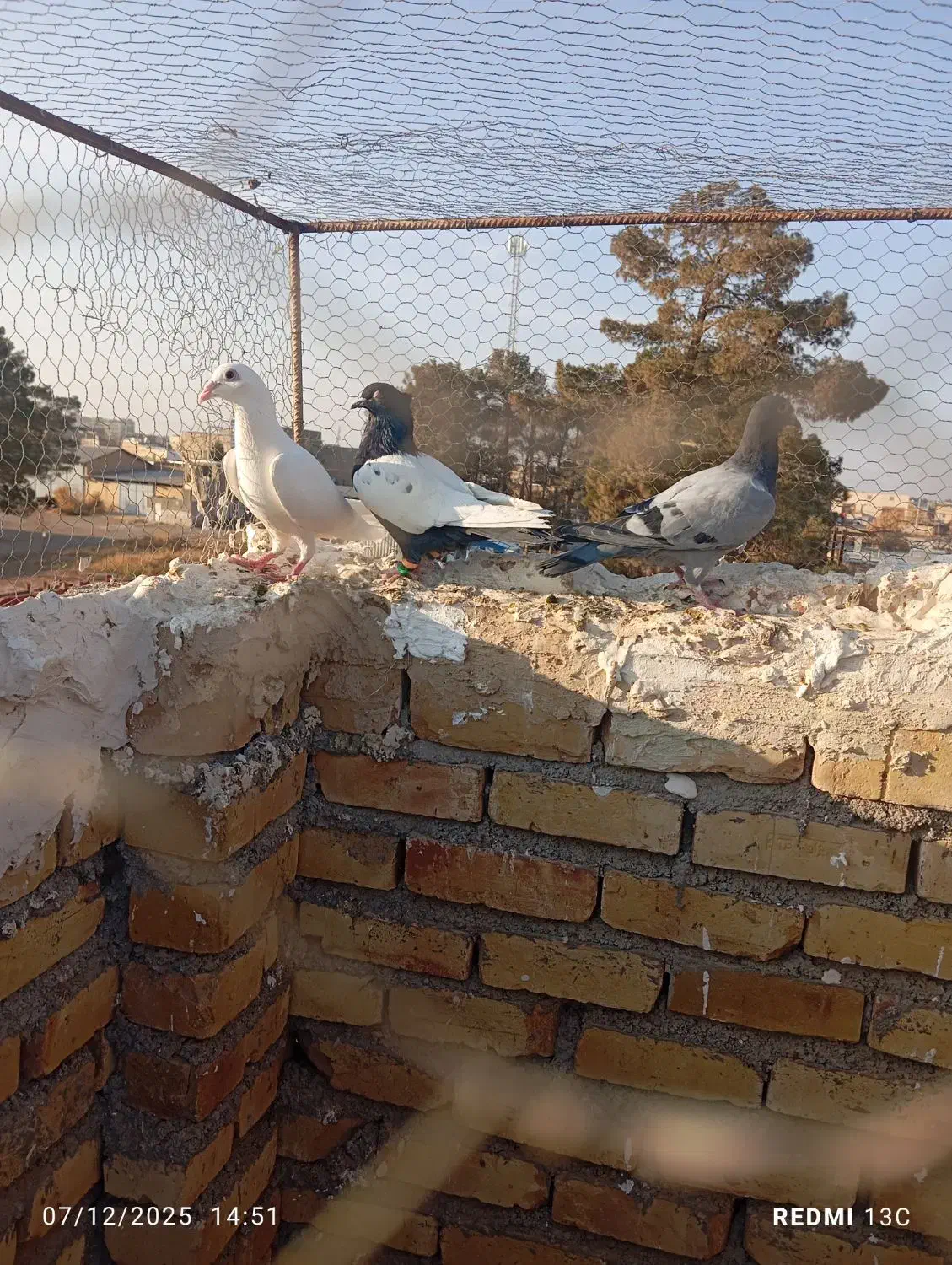 صید فروشی|پرنده|تربت جام, معدآباد|دیوار