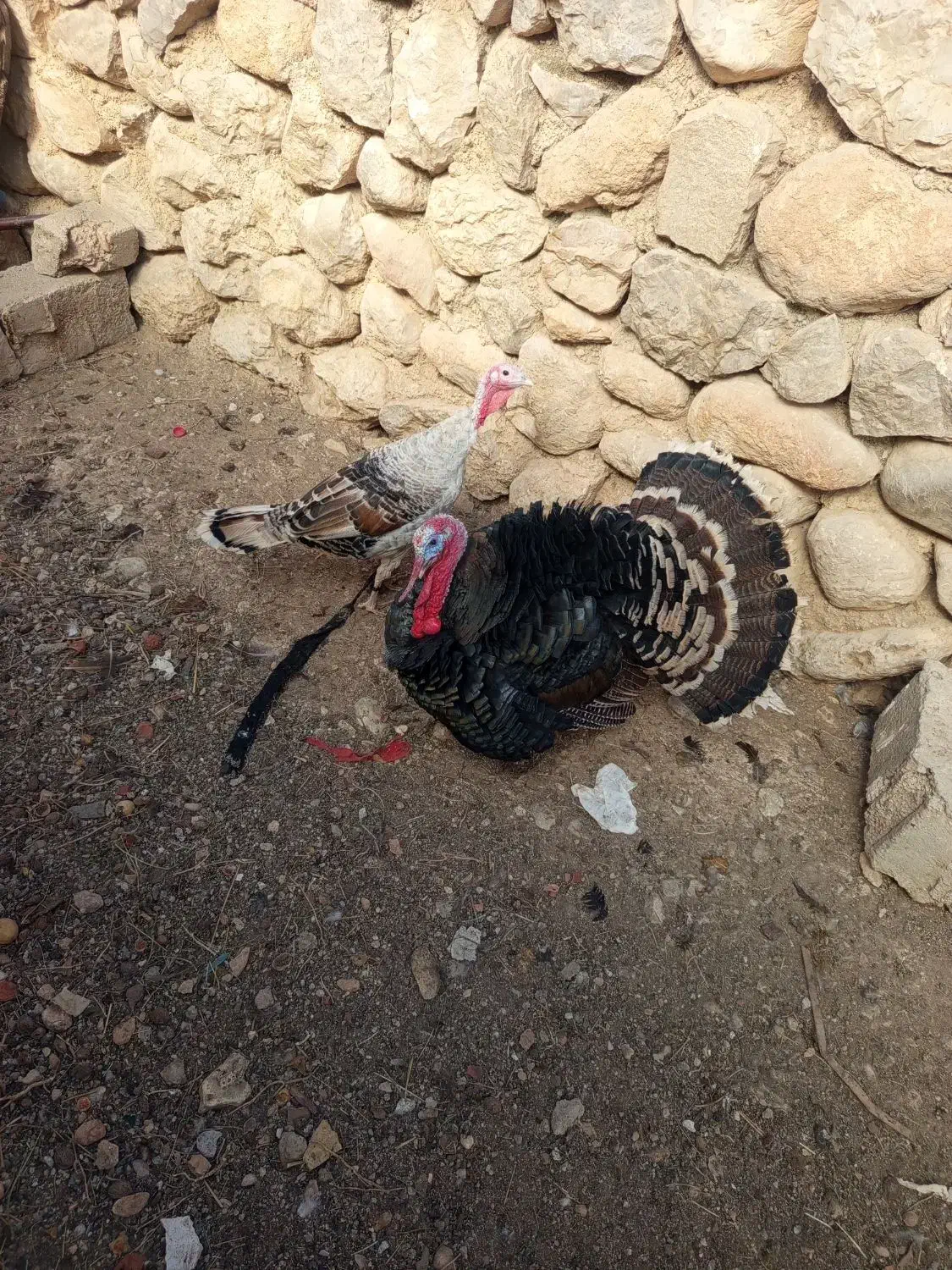 یک جفت بوقلمون نر و ماده|حیوانات مزرعه|سپیدان, |دیوار