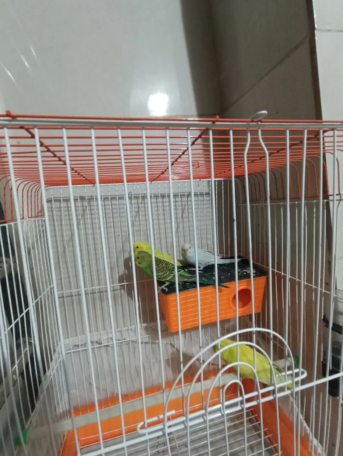 ۴ عدد مرغ عشق (۲ جفت) با قفس|پرنده|فردیس, شهرک وحدت|دیوار