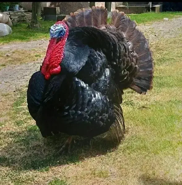 بوقلمون محلی نر قیمت مناسب کُلی و جزئی|حیوانات مزرعه|شاندرمن, |دیوار