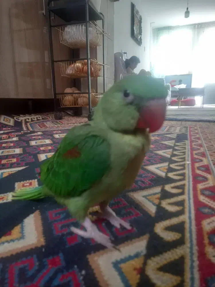 شاه طوطیم فرار کرده|حیوانات|قدس, شهرقدس|دیوار