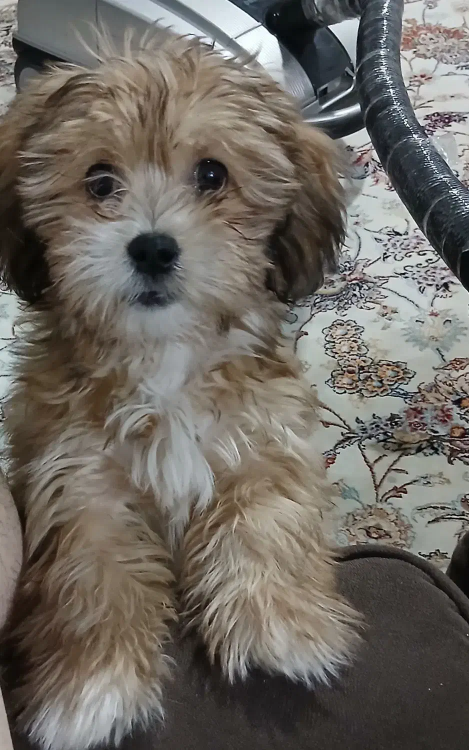 سگ اپارتمانی|سگ|بهارستان, |دیوار