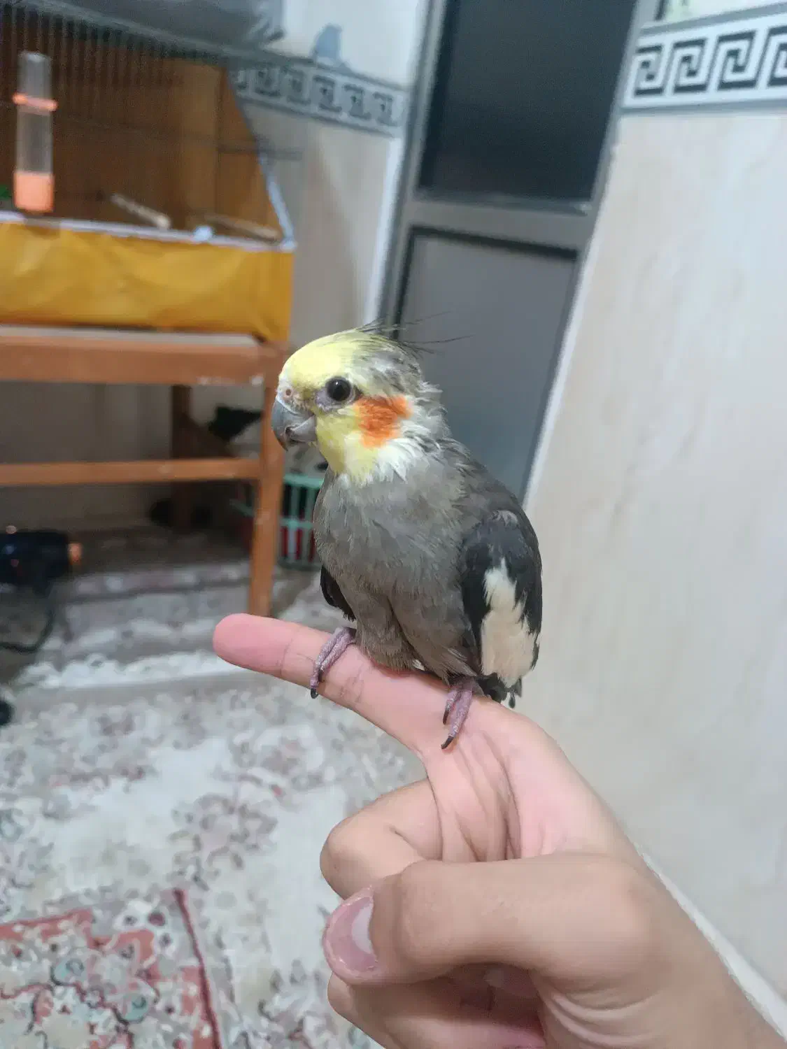 عروس هلندی سخنگو دستی|پرنده|پاکدشت, پاکدشت (مامازند)|دیوار